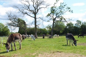 Field of Donkeys