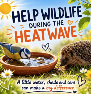 How to help wildlife during heatwave