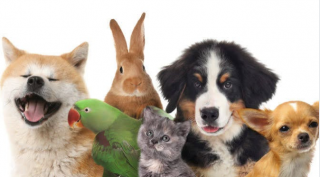 Pet Service St Agathas